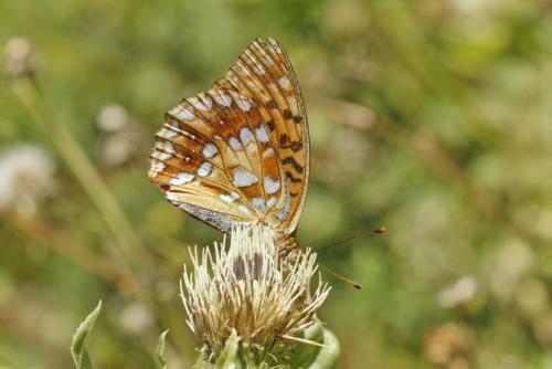 Argynnis adippe